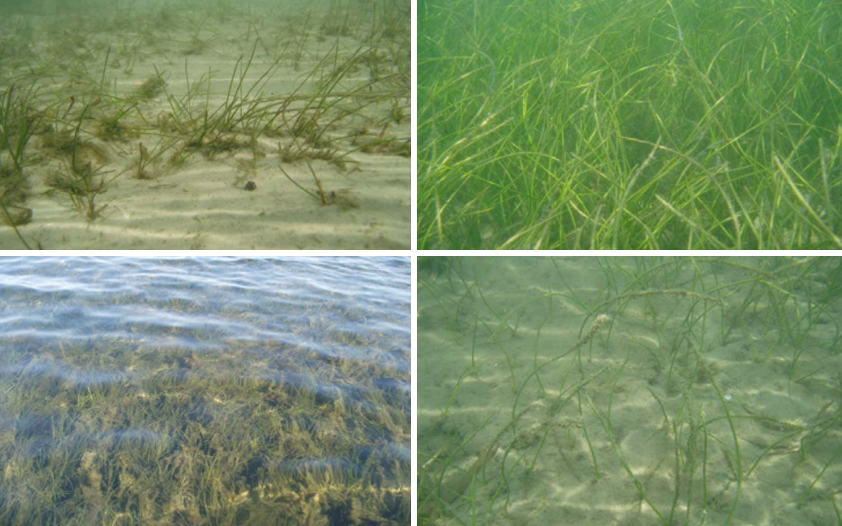 Indian River Lagoon seagrasses